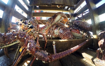 8 Months at Sea: Living for Lobsters