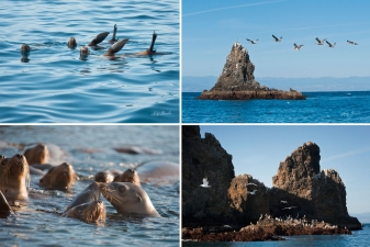 The Channel Islands - California's Galapagos
