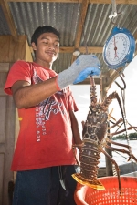 The red gold rush: Lobster fishing in Central America