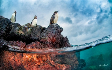 Galápagos Islands: Above water