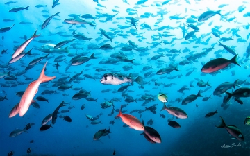 Galápagos Islands: Below water