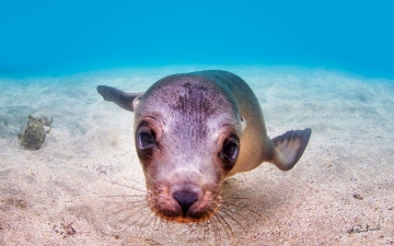 Galápagos Islands: Below water