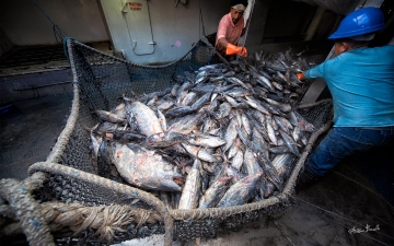 Ecuador's Fishing Industry