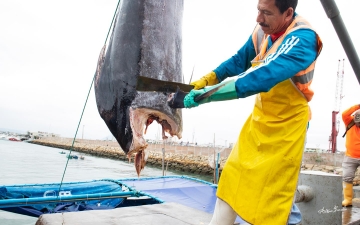 Ecuador's Fishing Industry