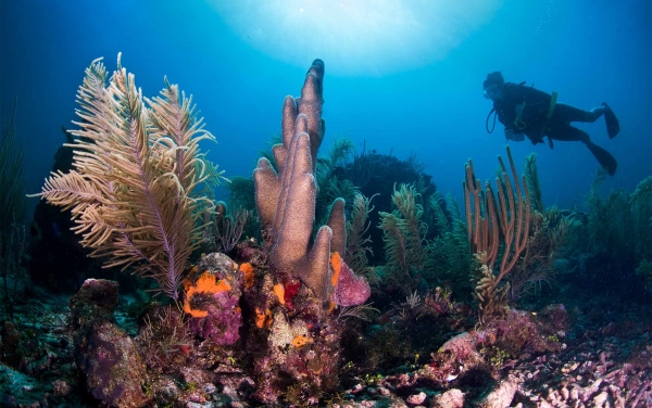 Stony Coral Tissue Loss Disease: A new Threat for the Ocean