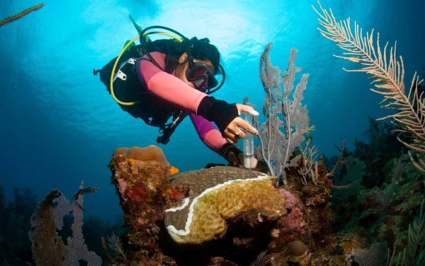 Stony Coral Tissue Loss Disease: A new Threat for the Ocean