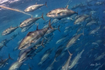 Bluefin tuna - Gold from ocean