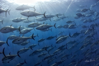 Bluefin tuna - Gold from ocean